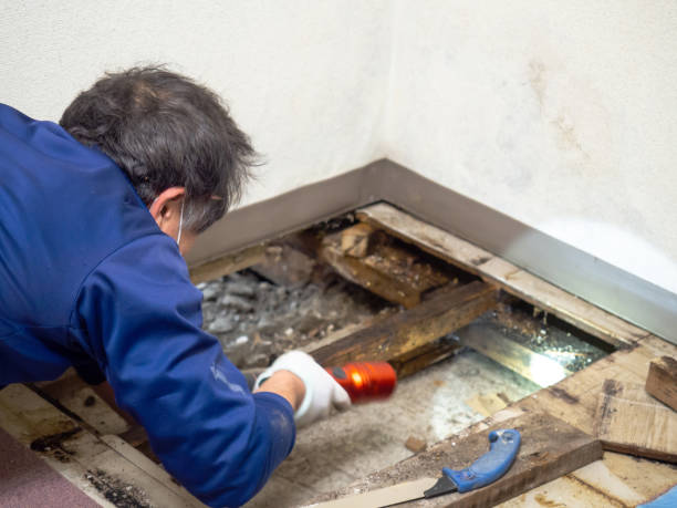 Best Mold Testing  in Fairlawn, VA