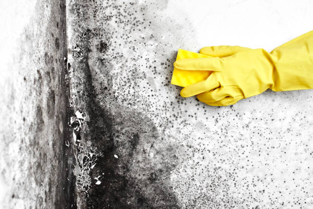 Best Mold Removal Specialists  in Fairlawn, VA