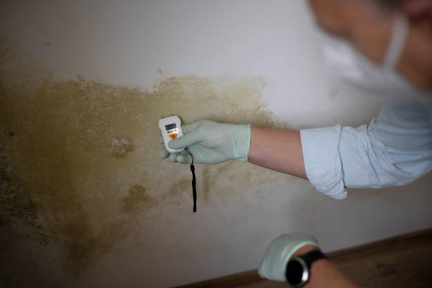 Best Certified Mold Removal  in Fairlawn, VA