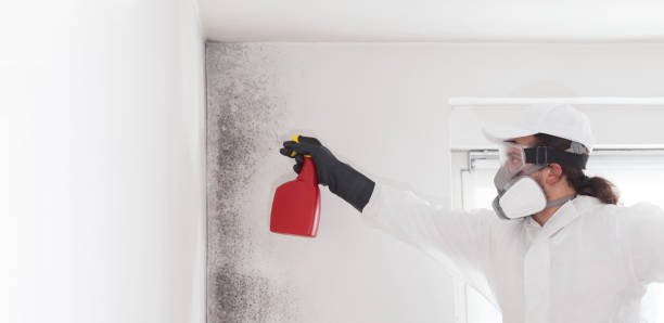 Office Mold Removal Services in Fairlawn, VA