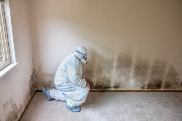 Best Same-Day Mold Removal  in Fairlawn, VA